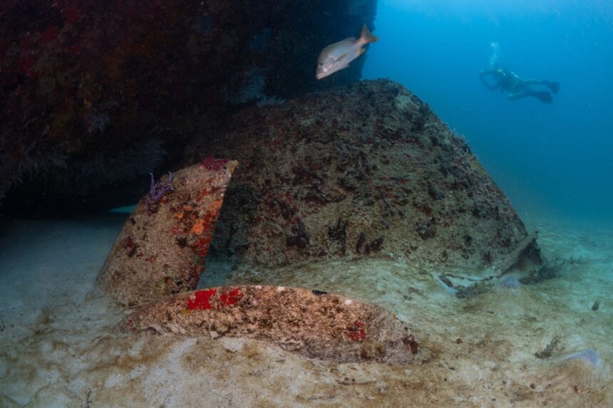 Snapper and a distant diver beside the encrusted hull and cargo hold of a wreck