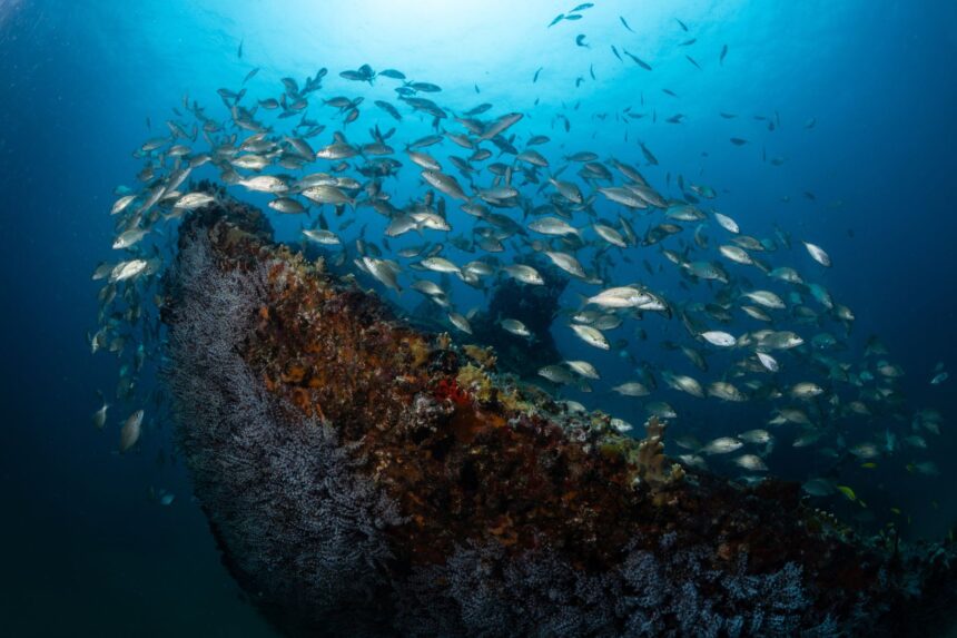 Huge school of silvery fish swirling over the encrusted bow of the Chikuzen wreck