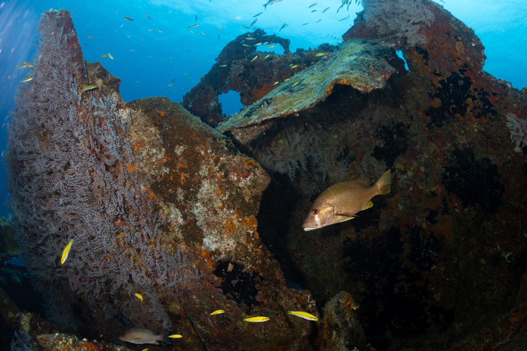 Coral-covered wreckage of the Chikuzen in the BVI with a snapper and yellow fish swimming past