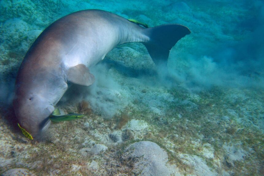 Where To Snorkel In Egypt Dugong Whether you’re a first-timer with a mask and fins or an experienced ocean lover, Egypt’s Red Sea delivers a stellar snorkeling experience.