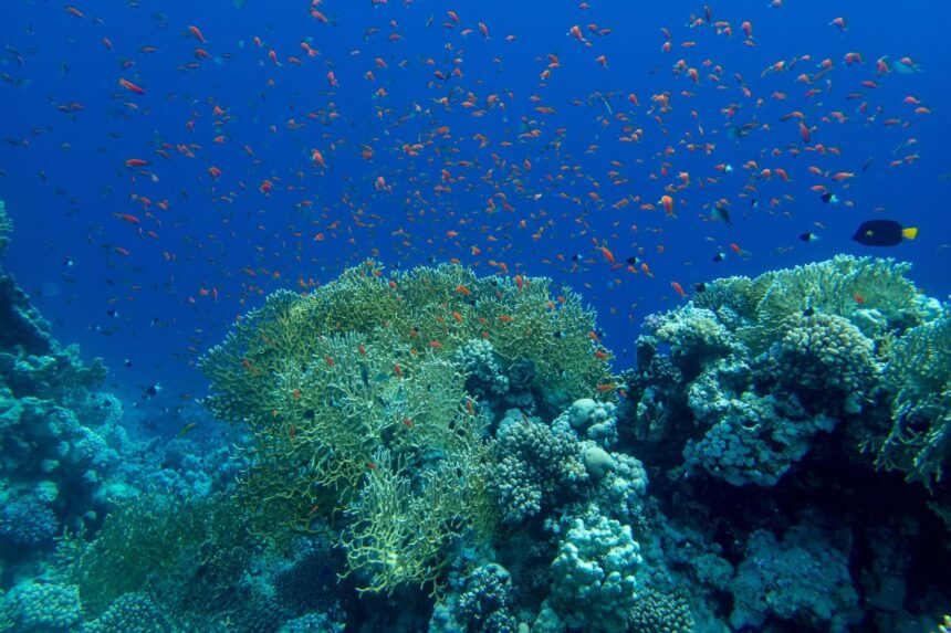 Where To Snorkel In Egypt Coral Reef Because the Red Sea is warm year-round, it’s comfortable to spend long stretches in the water exploring these ecosystems.
