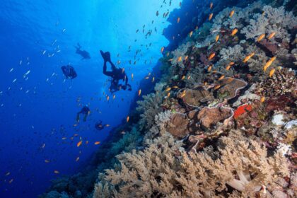 Divers swimming along a coral wall with schools of reef fish at the Brothers Islands