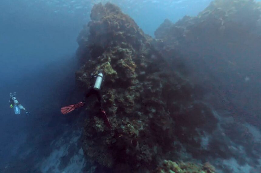 Diver Drifting Past Cozumel Reef Wall A lone diver drifts past a towering coral-covered reef wall off Cozumel