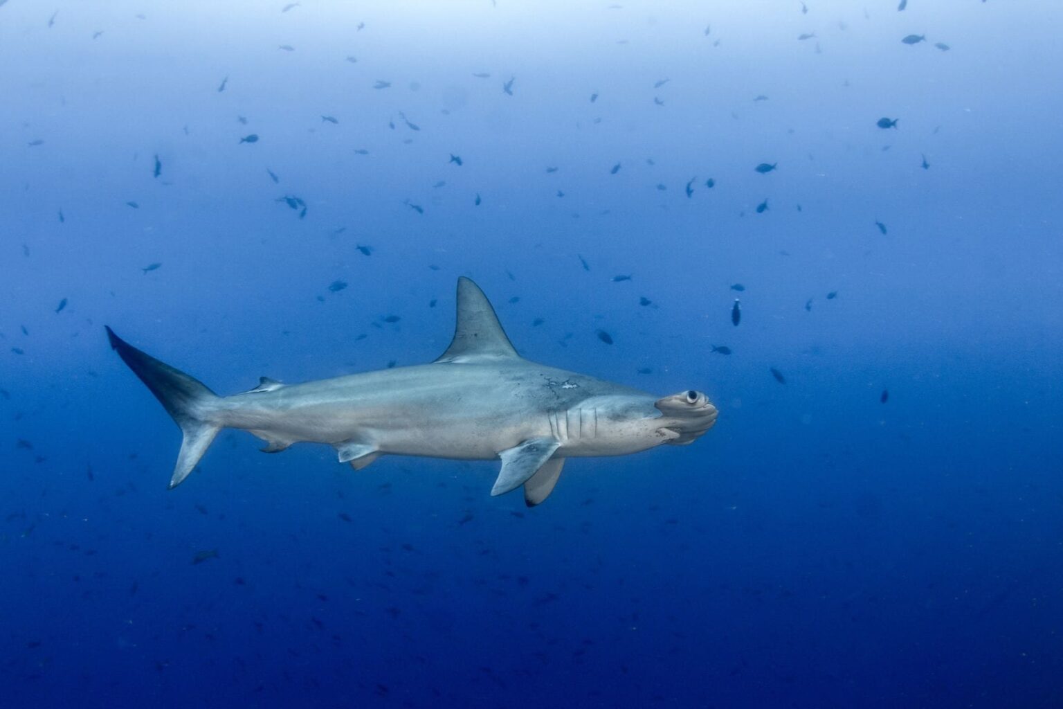 Scalloped hammerhead shark cruising through open blue water past scattered baitfish at Cocos Island