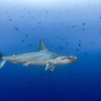 Scalloped hammerhead shark cruising through open blue water past scattered baitfish at Cocos Island