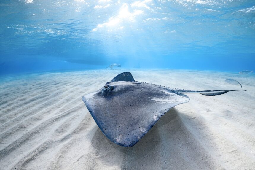 Diving In Costa Rica Gulf Of Papagayo Various ray species, such as this giant stingray, as well eagle and marbles can be spotted in the shallows.