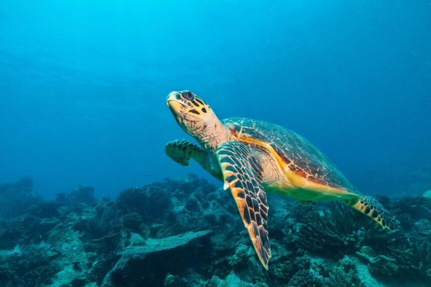 Dive Sites In Colombia Bluewall Turtle Turtles cruise along the top of the reef.