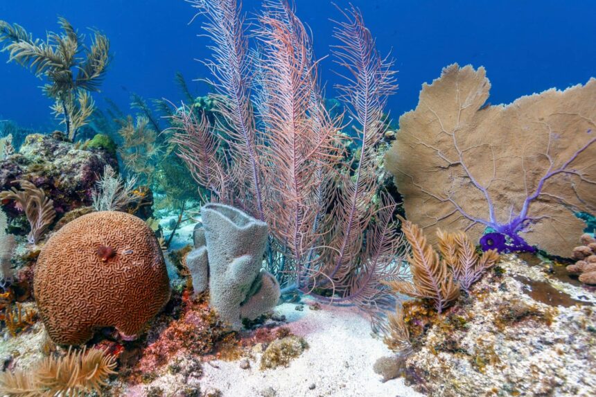 Dive Sites In Colombia Salmedina With steady rich waters, large corals sway in the soft currents.