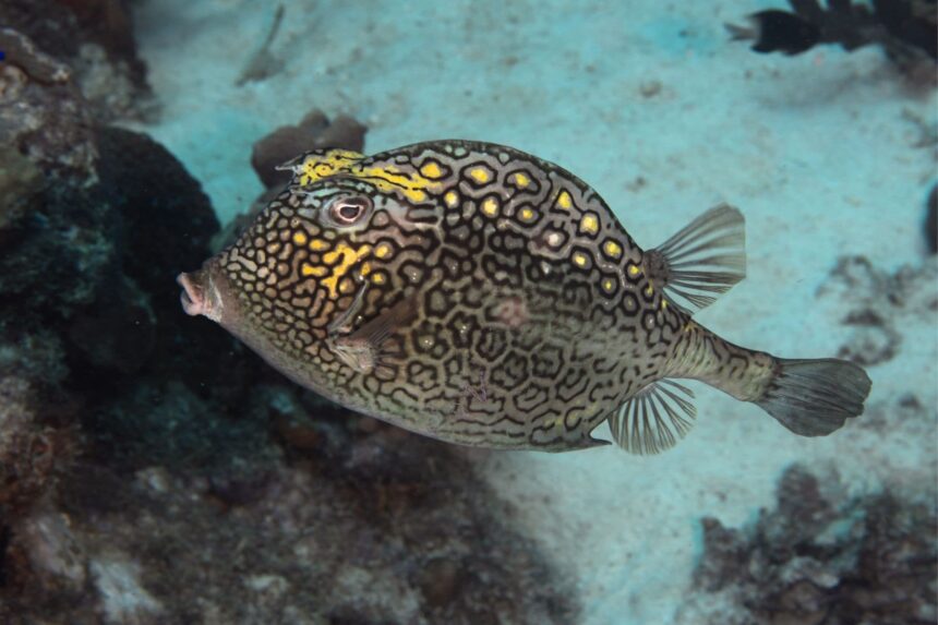 Dive Sites In Colombia Tayrona Fish There are numerous species of puffer and cowfish in Colombia, including this curious honeycomb cowfish.