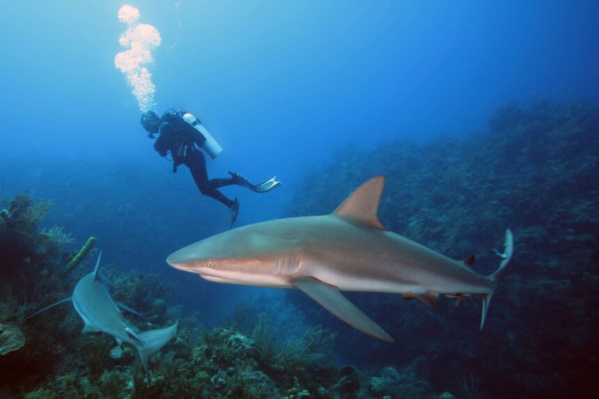 Dive Sites In Colombia Sharkpoint Caribbean reef sharks are the main attraction of Shark Point.