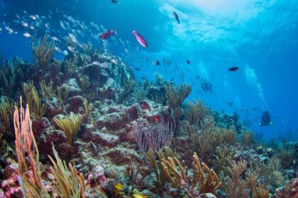 Sea fans and soft corals with schooling fish and divers in the blue on a British Virgin Islands reef