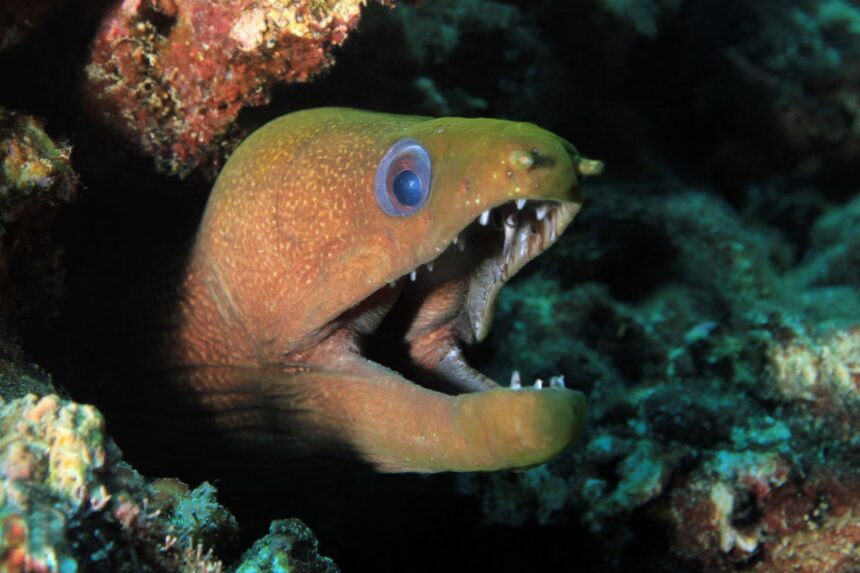 Moray eels can be spotted, whether you scuba dive or snorkel here.