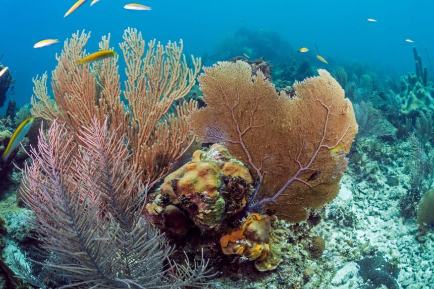 Diving In Central America Black Hills Black Hills offers a compact seamount with tons of fish life off Utila.
