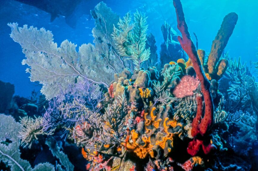 Diving In Central America Marys Place Mary’s Place lies on Roatán’s south side and is reachable via two-tank trips.