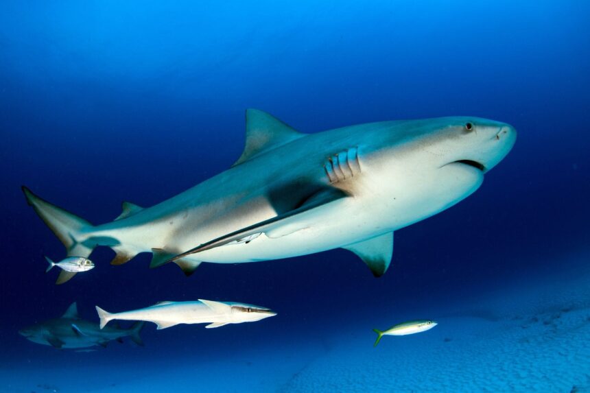 Diving In Central America Bat Island The Big Scare is the best place to spot bull sharks.