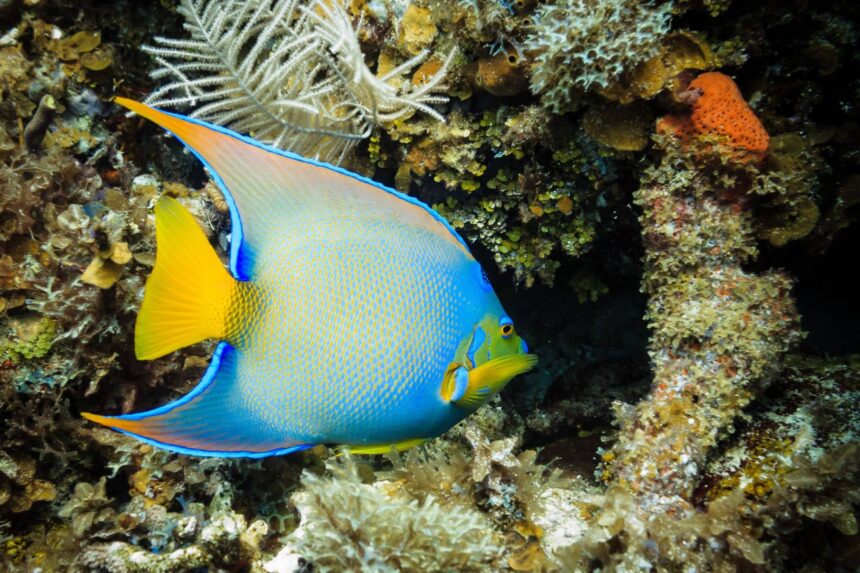 Diving In Central America Queen Anglerfish This vibrant queen angelfish is a local to the Corn islands.
