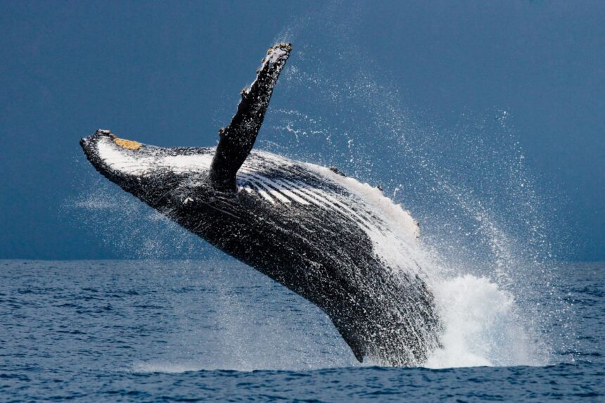 Diving In Central America Whale You can observe humpback whales during the months of October to February.