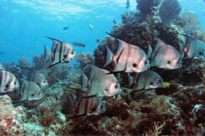 School of spadefish gliding over a coral outcrop in Panama's Pearl Islands