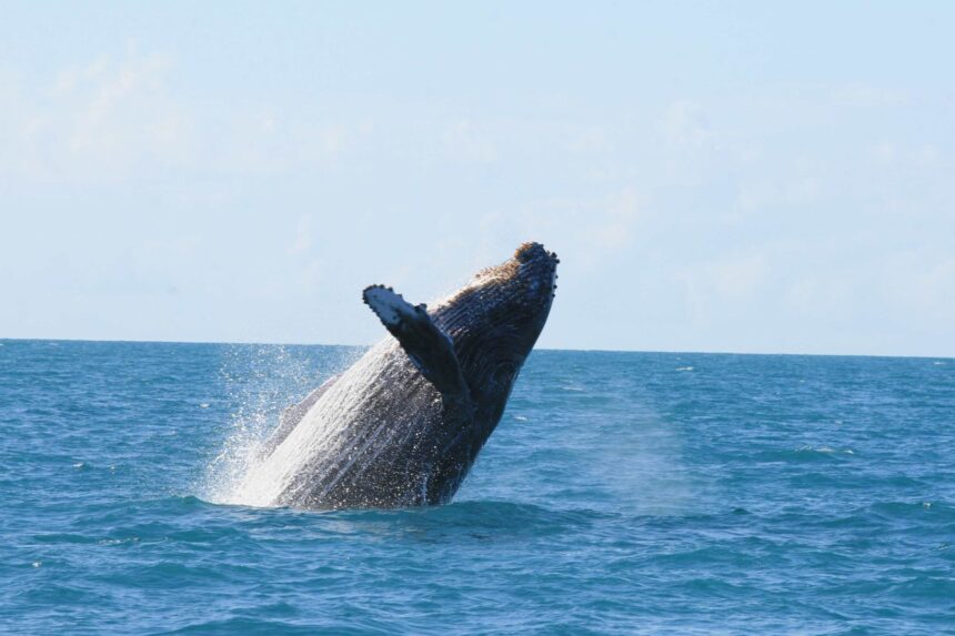 Diving In South America Abrolhos Humpback Humpbacks are present in the Abrolhos Archipelago from July to November to breed and give birth.