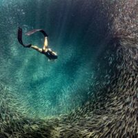 diver swimming through a swirling tunnel of sardines underwater