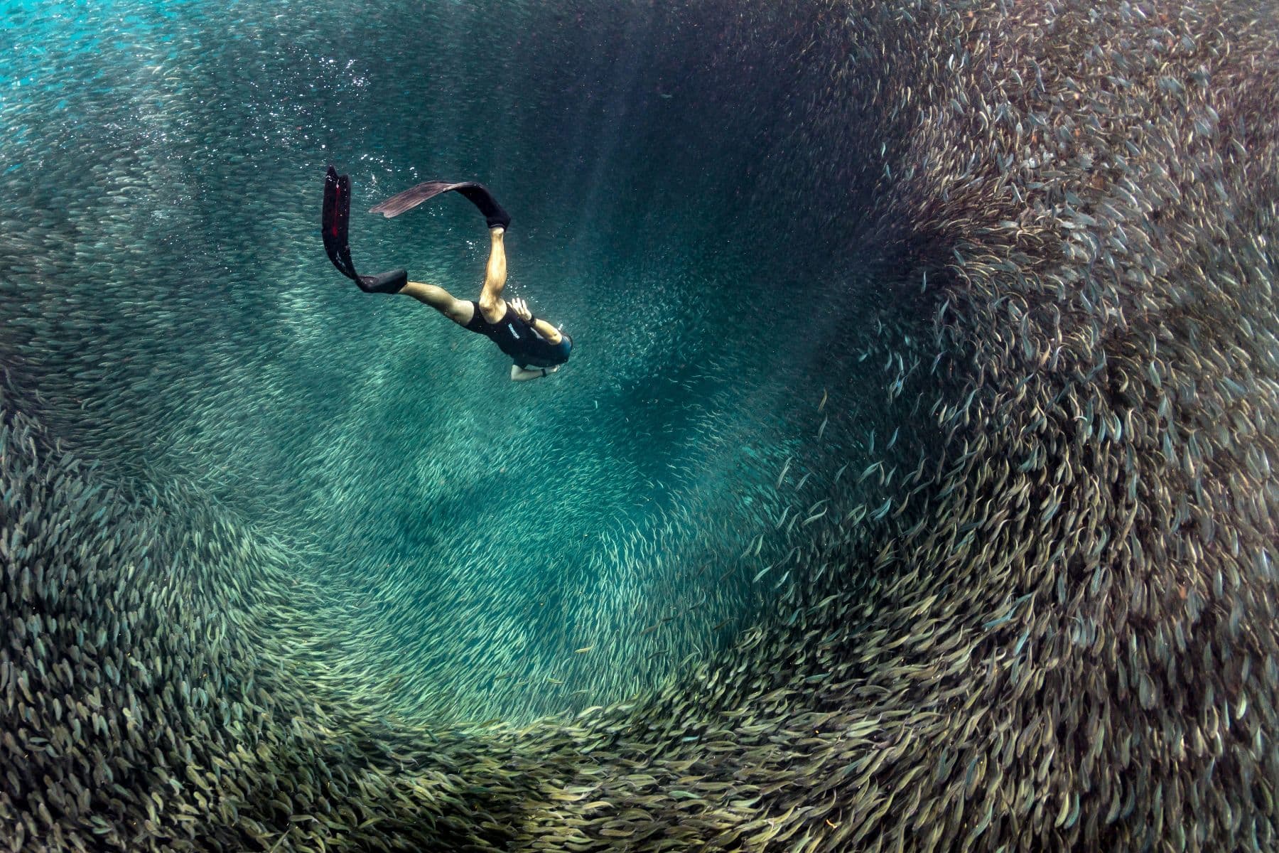 diver swimming through a swirling tunnel of sardines underwater
