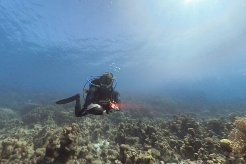 How To Choose A Dive Light Canisters Canisters are large handheld dive lights.