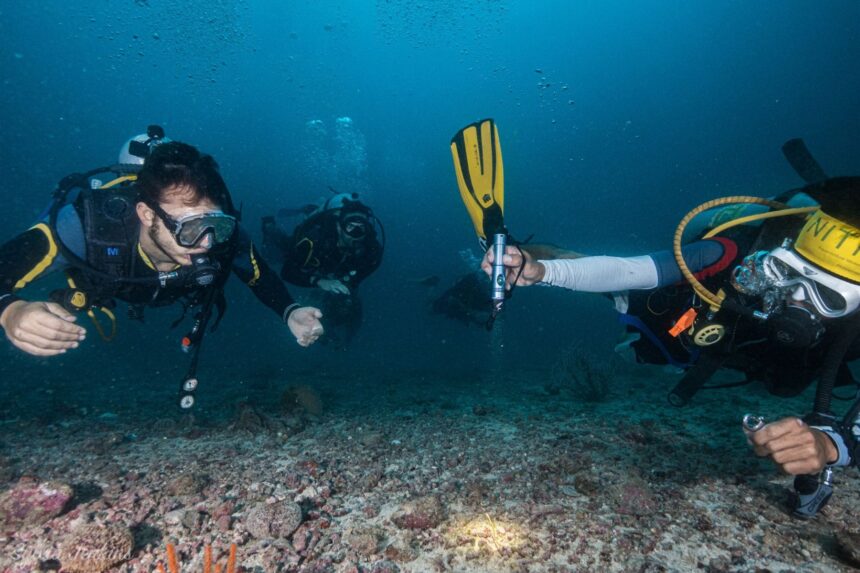 How To Choose A Dive Light Battery Operated General battery-operated dive lights are popular in the recreational dive industry.