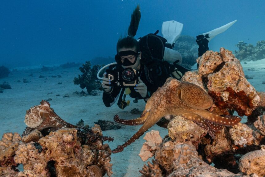 Underwater Phone Housings A Practical Guide Octopus Using the Divevolk Plus underwater.