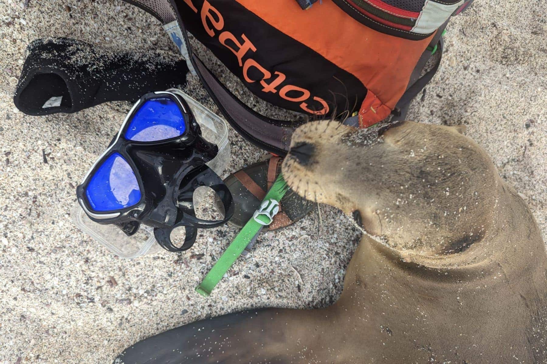 Sea lion sniffing a TUSA Paragon mask left on the sand next to a snorkel and gear bag