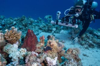 diver with a multi-camera rig photographing an octopus on the reef