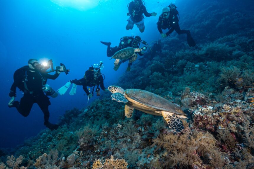 No matter your budget, there’s an underwater camera setup for you.