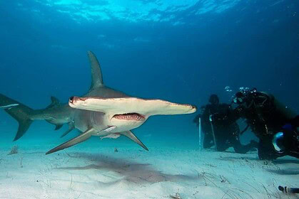 Tiger shark swimming above resting nurse sharks as divers photograph the scene