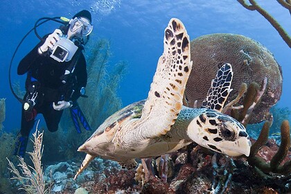 Diver with an underwater camera photographing a hawksbill turtle over a Bonaire coral reef