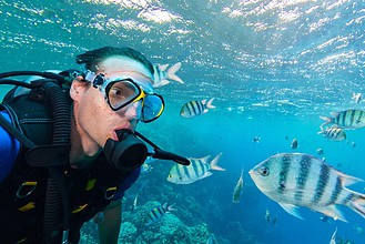 Diver swimming close to a school of sergeant major fish underwater