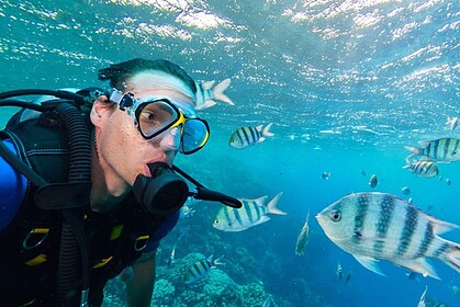 Diver swimming close to a school of sergeant major fish underwater