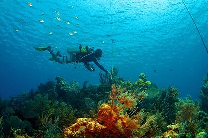 Solo diver ascends a line through blue water above a coral reef, trailed by schooling fish