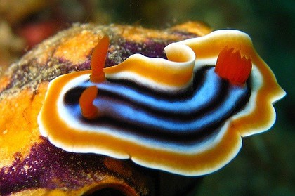 Cream and blue striped nudibranch with orange gill tufts crawls over a purple sponge