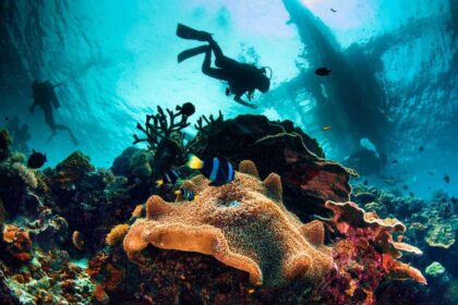 Two scuba divers finning past a wreck above a coral reef with clownfish sheltering in an anemone