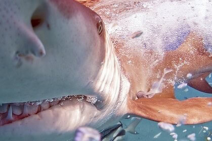 Closeup of a shark's open mouth and teeth breaking the surface of the water