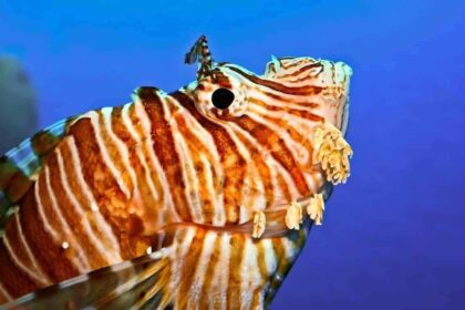 Closeup of a lionfish's striped face and spiny fins underwater