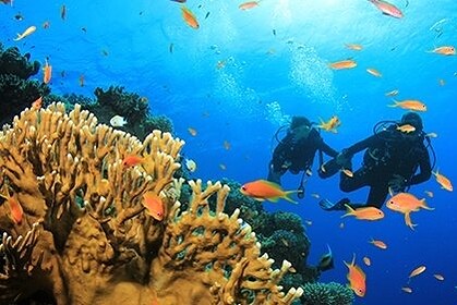 Drift diving means going with the current