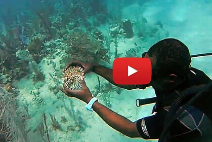 Diver holding an inflated pufferfish underwater over a reef, with a video play button overlay