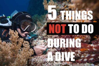 A diver reaches toward branching coral on a reef, overlaid with the title 5 things not to do during a dive