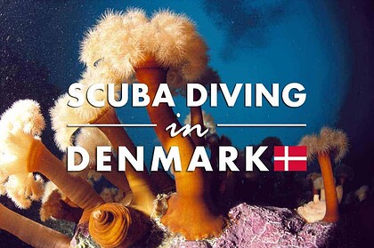 Feathery plumose anemones on rock with Scuba Diving In Denmark text and flag