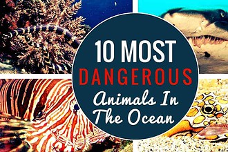 Collage of a sea snake, shark, lionfish and camouflaged fish with 10 Most Dangerous Animals In The Ocean text