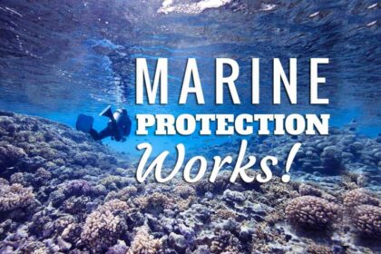 A diver swims near the surface above a thriving coral reef in a calm lagoon