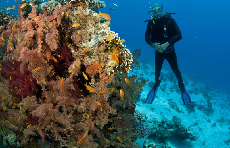 Coral colony crowded with orange anthias fish as a diver hovers in the background