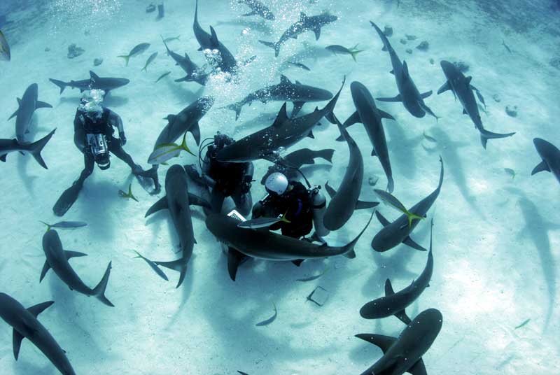 Divers surrounded by circling sharks during a baited shark dive in shallow water