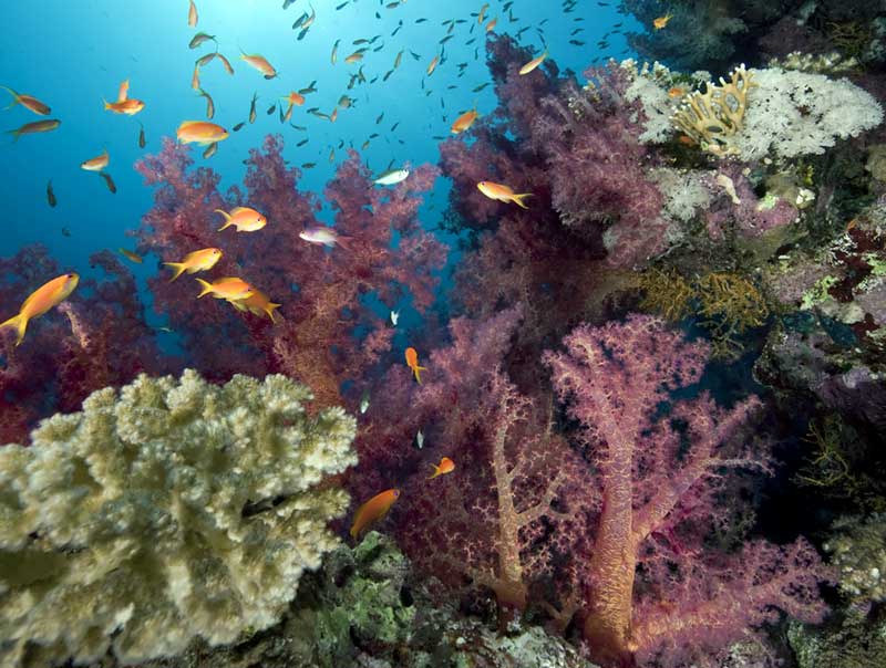 Purple soft corals and orange anthias fish crowding a healthy reef wall