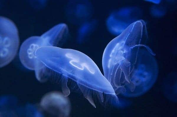 Close-up of glowing blue moon jellyfish drifting through dark water